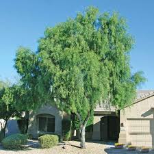 Sisso Tree.jpg
