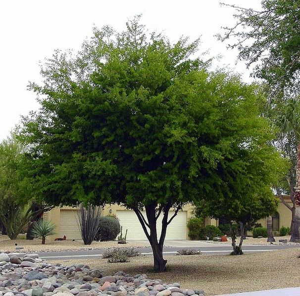 Texas Ebony Tree.jpg