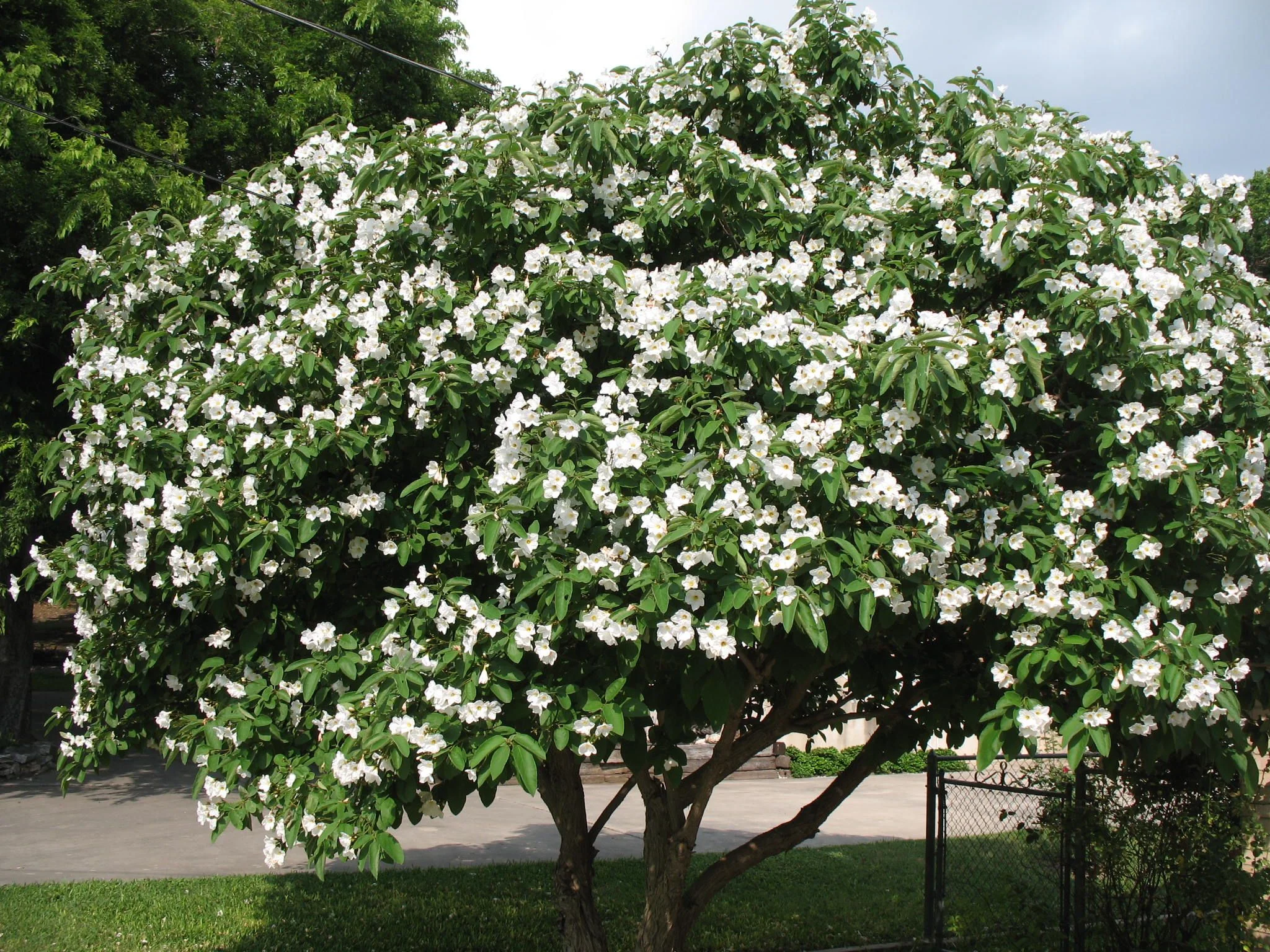 Texas Olive Tree.jpg