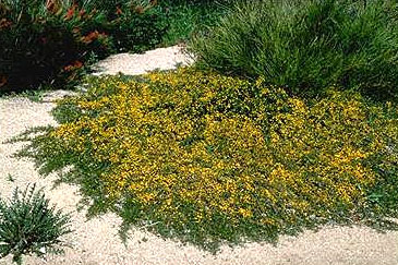 Acacia Redolens Desert Carpet.jpg