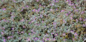 Dalea Trailing Indigo.jpg