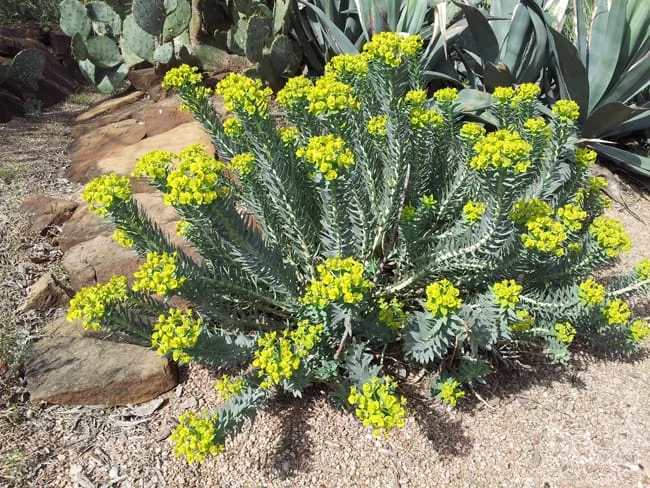 Gopher Plant.jpg