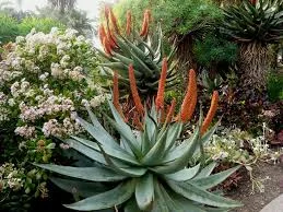Aloe Ferox.jpg