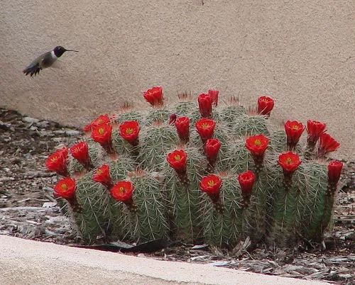 Claret Cup Cactus.jpg