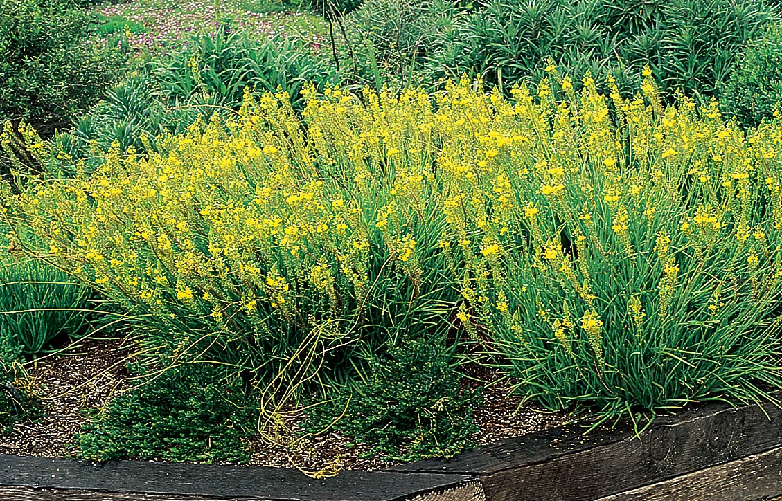 Bulbine Frutscens Yellow.jpg