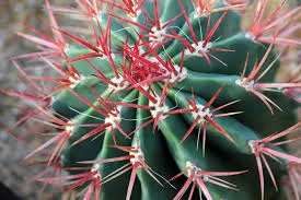 Fire Barrel Cactus.jpg