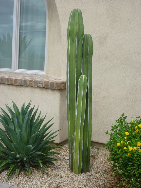 Mexican Fencepost 2.jpg