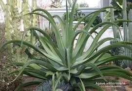 Octopus Agave.jpg