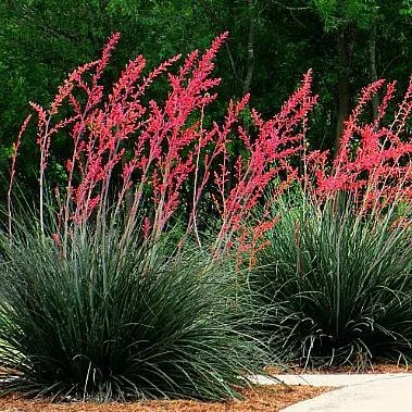 Red Yucca.jpg