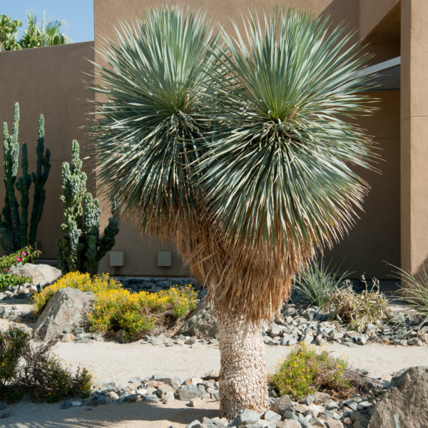 Yucca rostrata.jpg