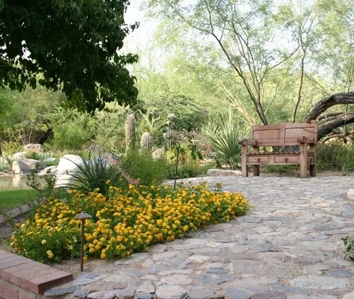 feature image of Arizona Spring Flower Tips: How to Grow a Beautiful Desert Garden