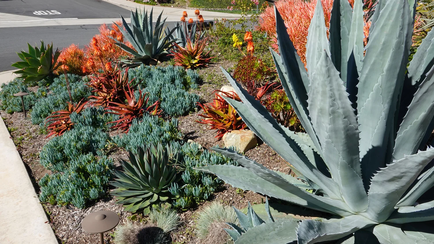 Best Winter Plants for Phoenix to Get Color  Wildflower Desert Design