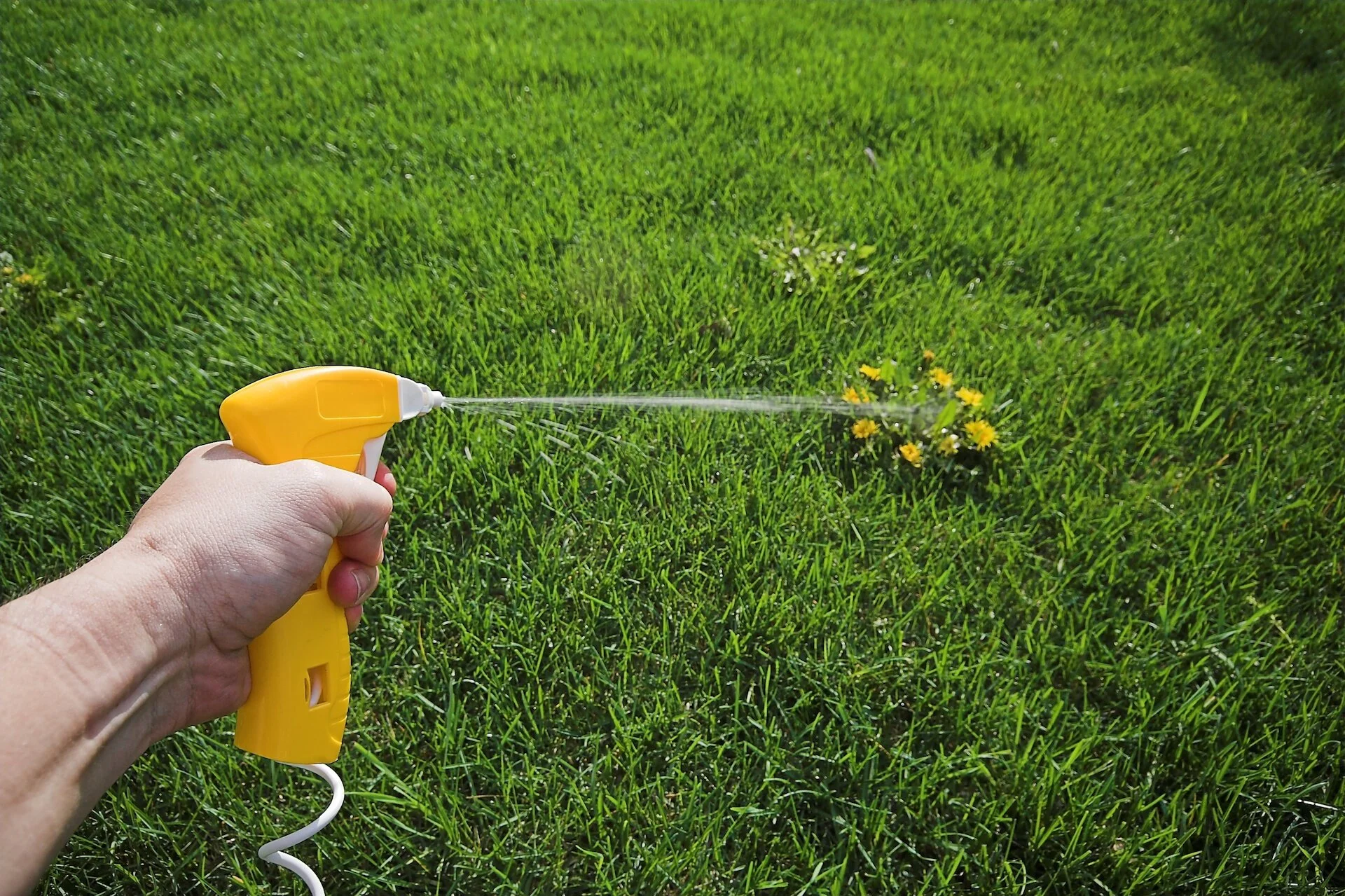 How to deal with weeds in Arizona