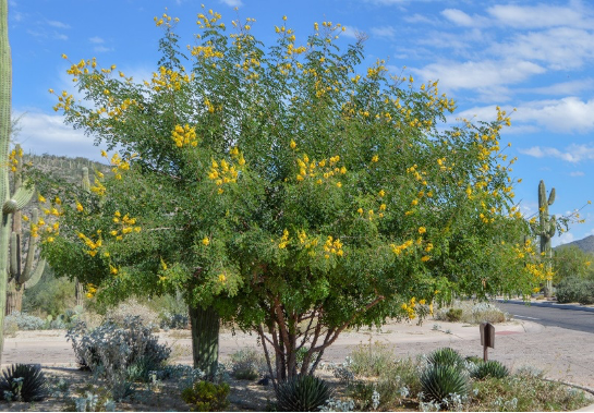7 Desert Trees to Consider When Designing Your Arizona Landscape