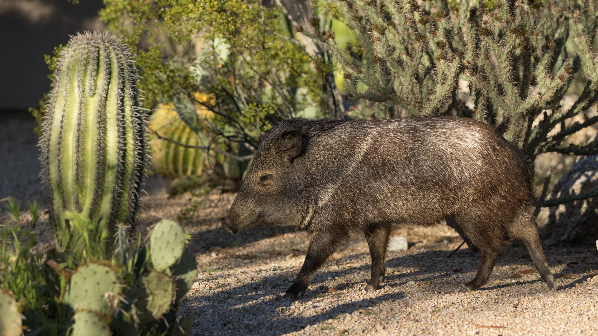 10 Javelina-Resistant Plants for Arizona Backyard Landscaping