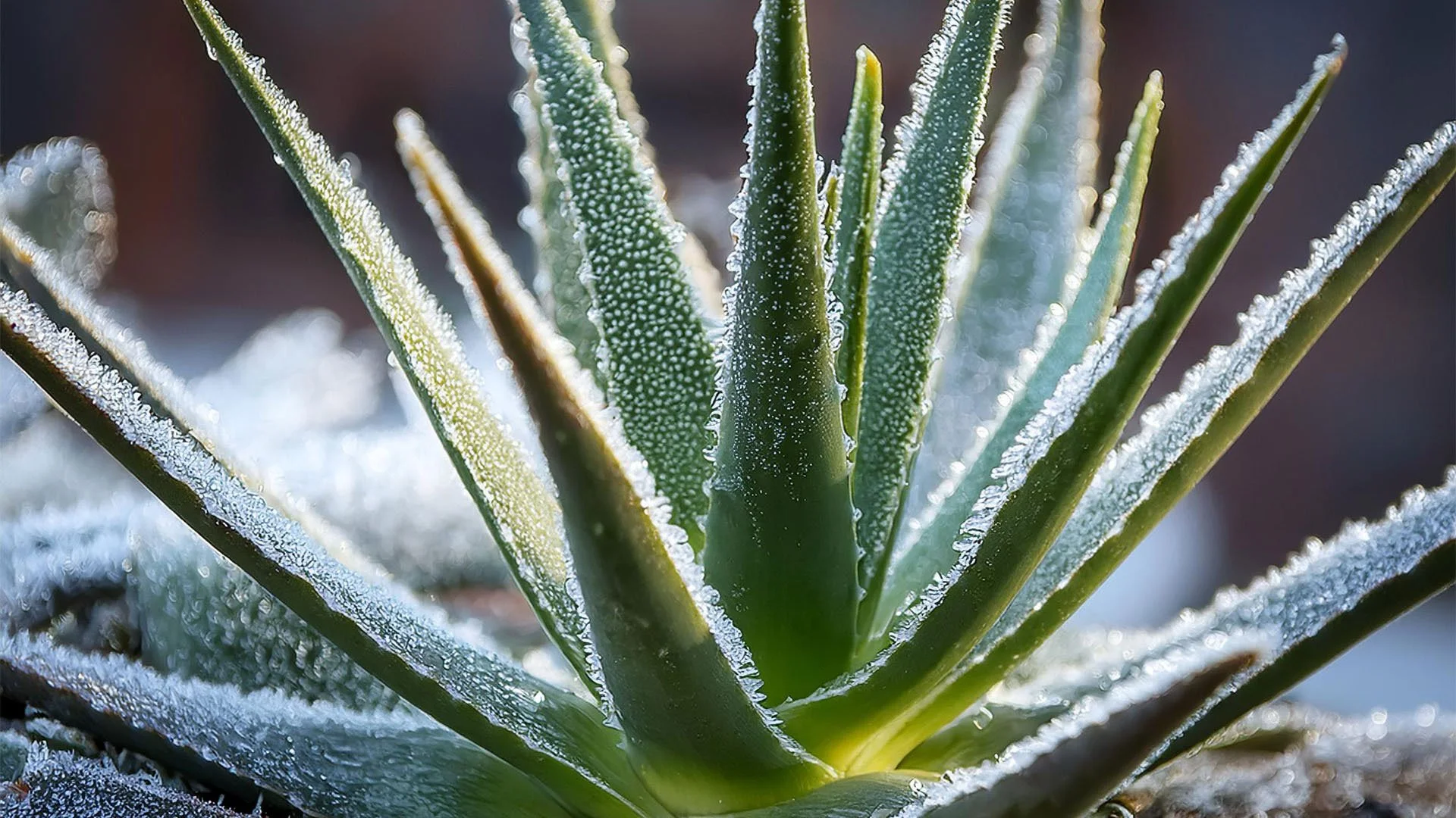 Cold-Resistant Plants for Your Arizona Backyard: Top Choices to Thrive This Winter