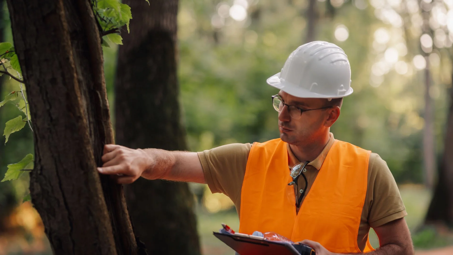 Why You Should Hire an Arborist for Your Backyard Landscaping