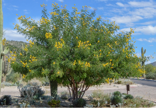 7 Desert Trees To Consider When