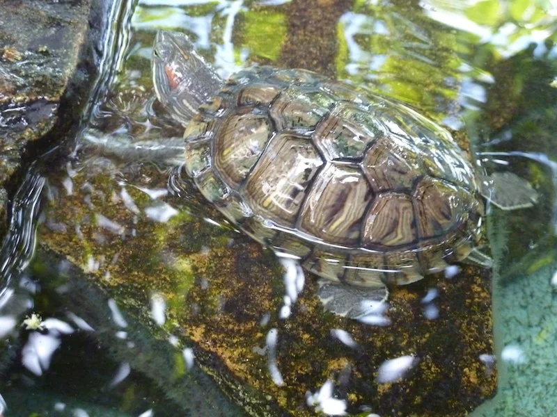 sea turtle.jpg