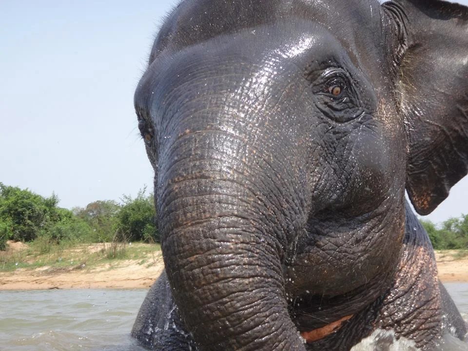 Warin, a young female Asian elephant in Ban Ta Klang Elephant Village, Surin, Thailand.