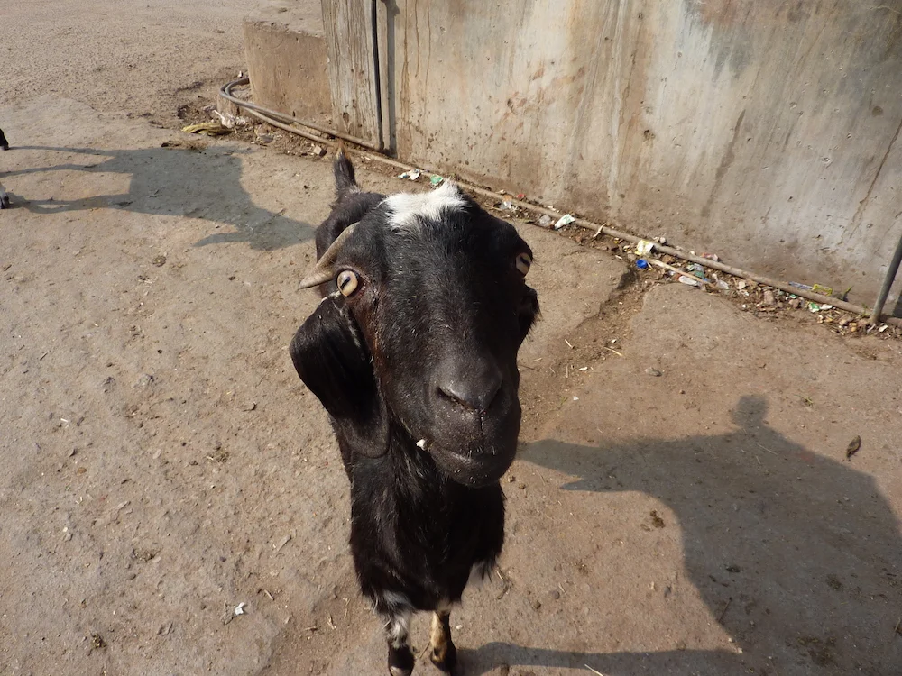 A friendly goat, Jaipur, India.