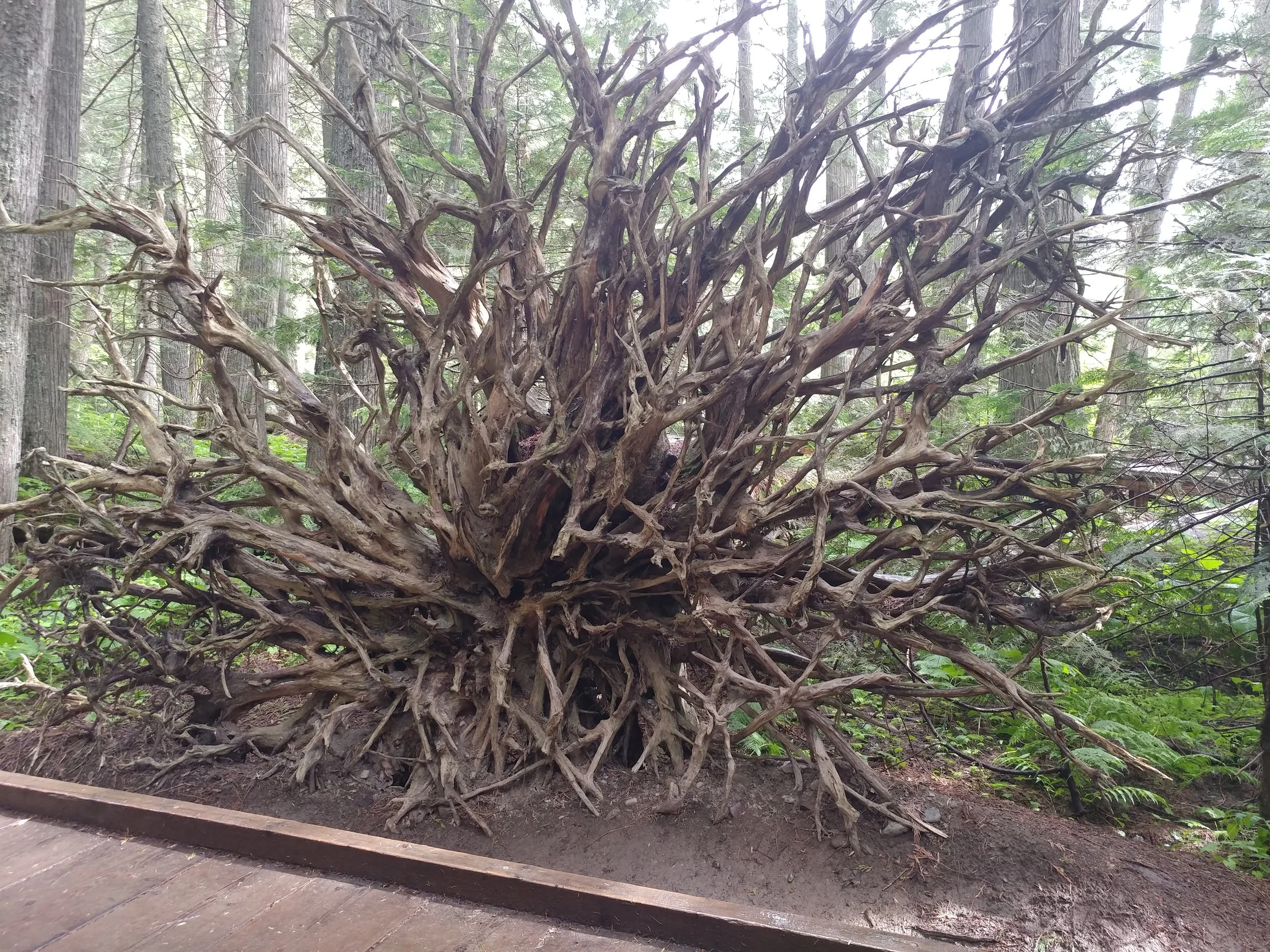 That is the underside of a cedar tree that fell over