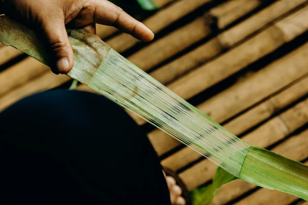 Pina Pineapple Cloth Philippines The Textile Atlas