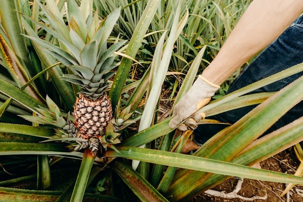 Pina Cloth Craft Stories The Textile Atlas