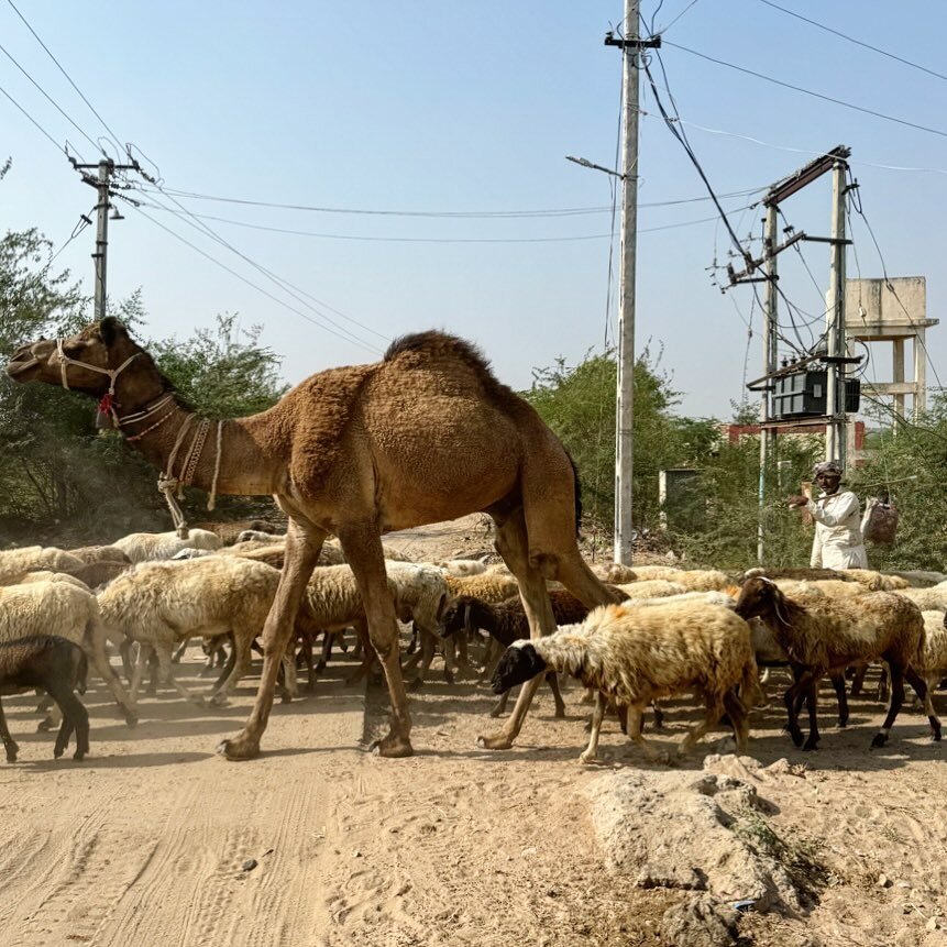 This photo portrays the shifting lifestyle of pastoralists in modern societies - a man guiding his herd to cross the road and navigate the urban environment. Kutch, 2024. 
#rabari #pastoralist #kutch #india #camel #goats