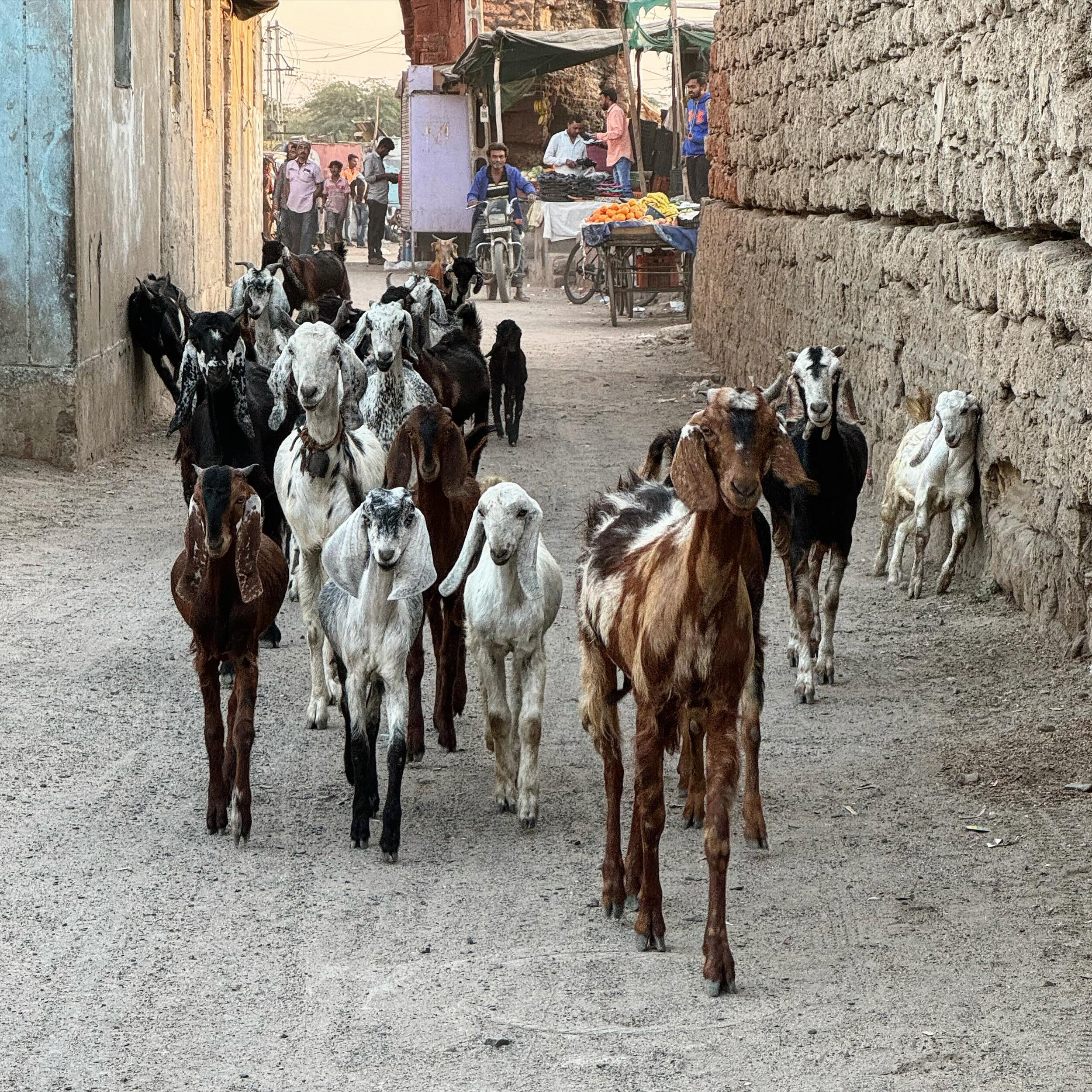 Actually one of the best moments I enjoy being on trips is seeing (and sometimes lucky enough to be touching) animals of different kinds. These long-ear goats are truly lovely and elegant 💕 as they return to Mundra from a day of excursion! 
#goats #