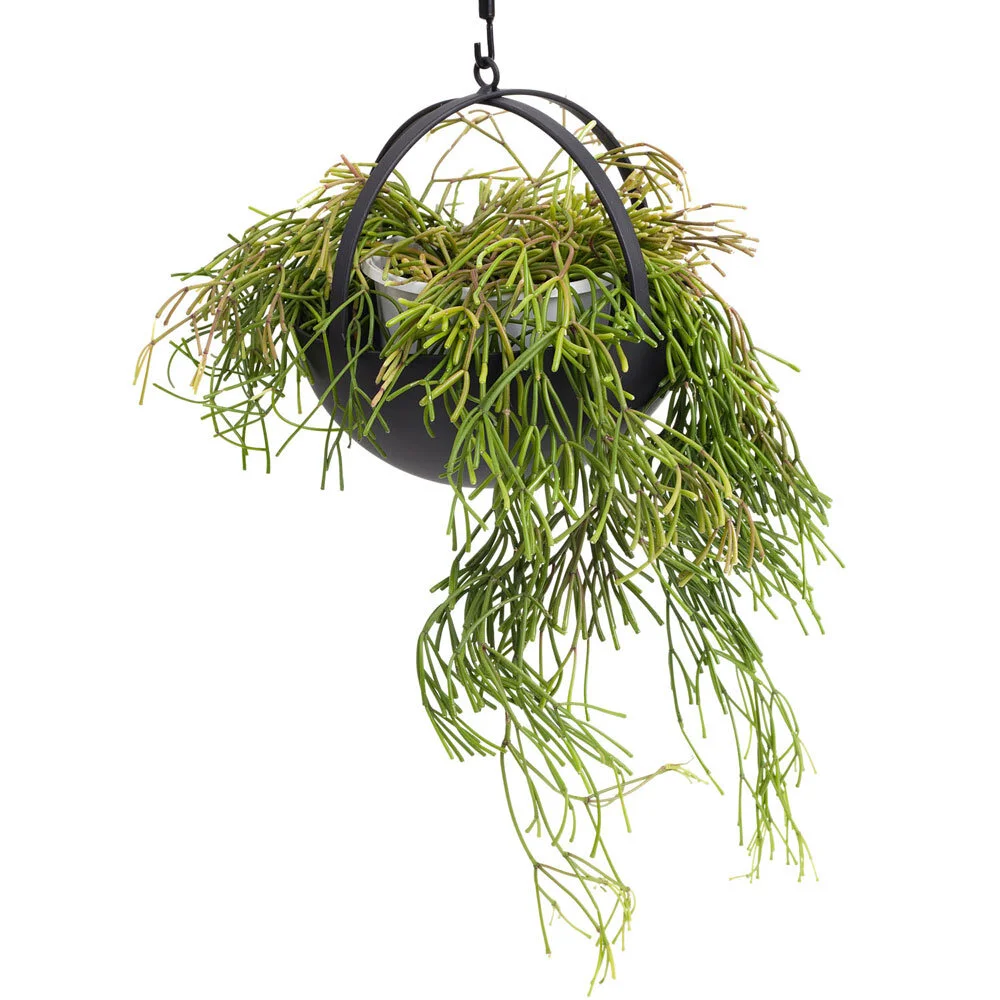 Miko Designs' Designer Homewares - Air Pom Pom by Ivy Muse