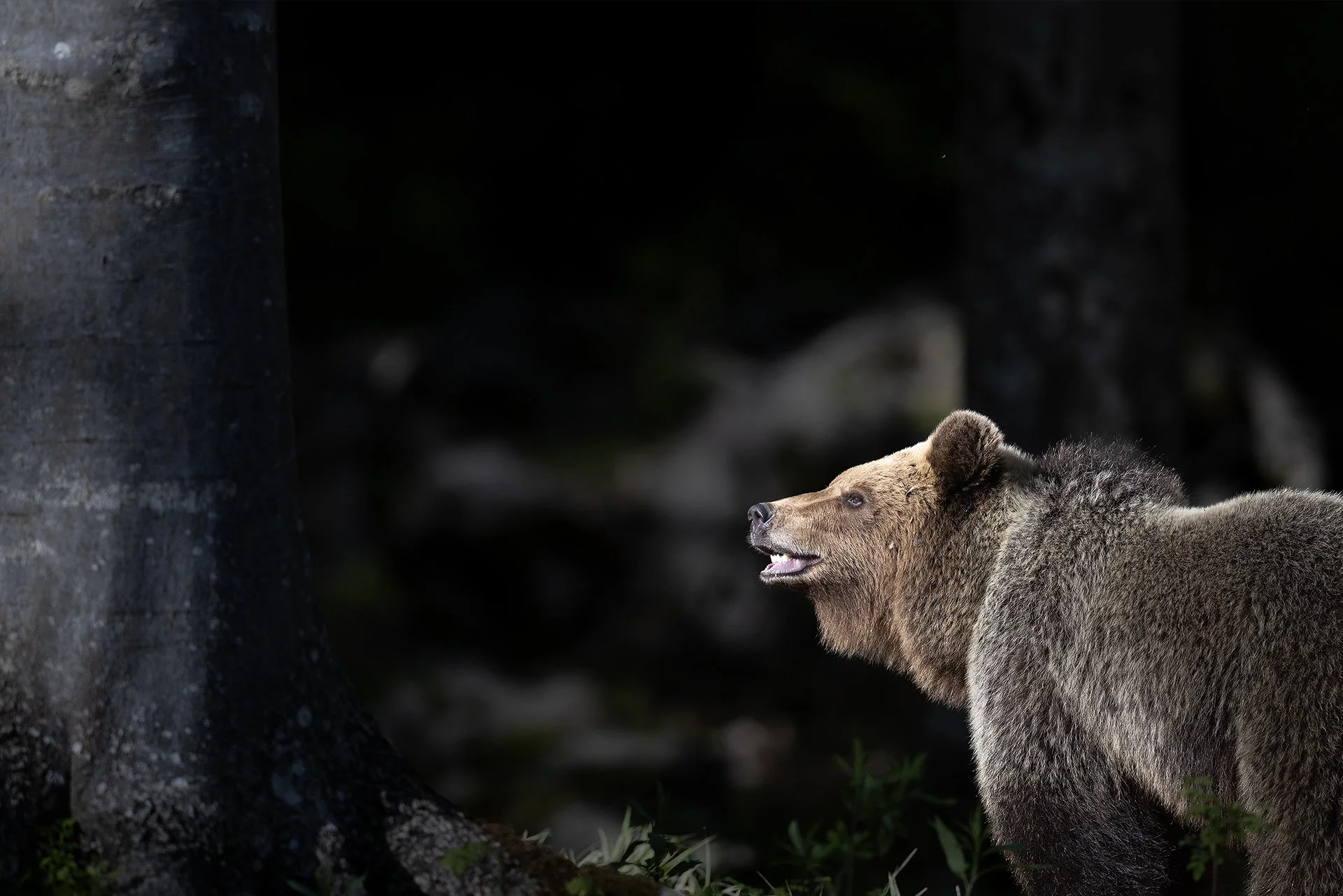 BEAR_SLOV_3.jpg