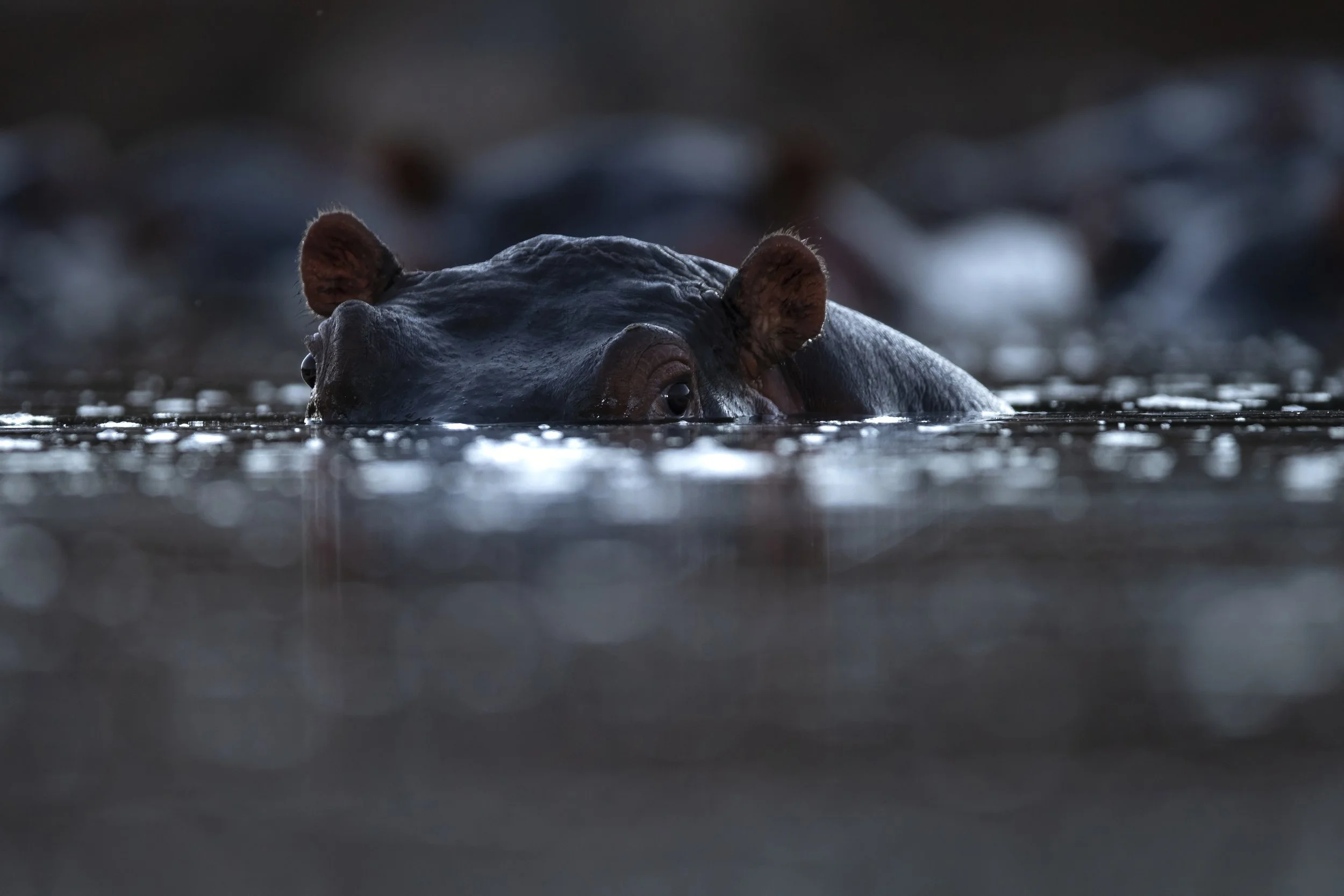 Photo- Roger Brendhagen-1-22-topaz.jpg