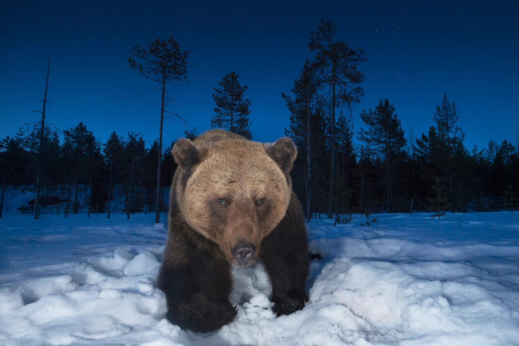 Brown Bear Photography Tours - Spring-12.jpg