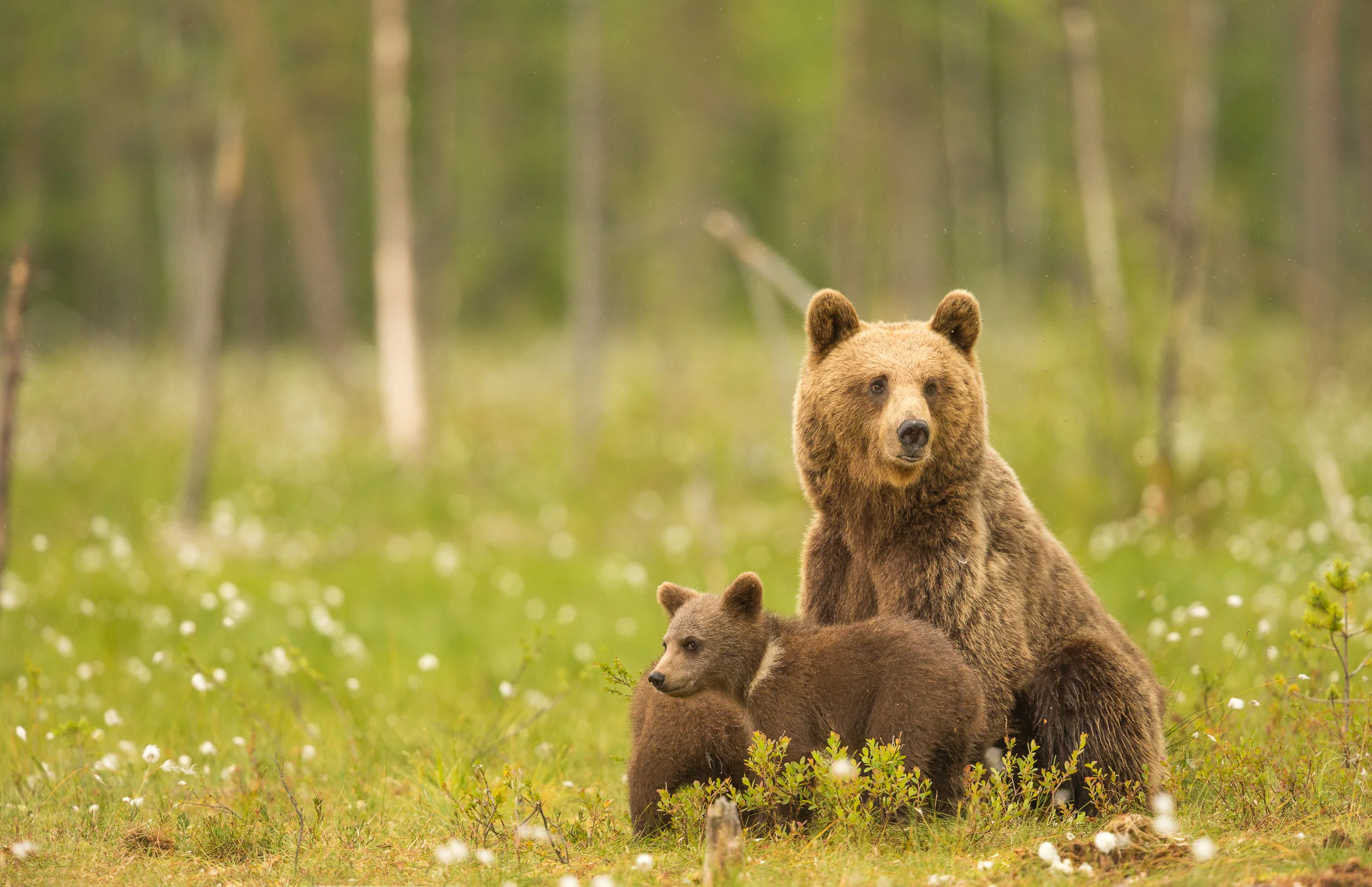 Kyle_Moore_Photography_Bear-8.jpg