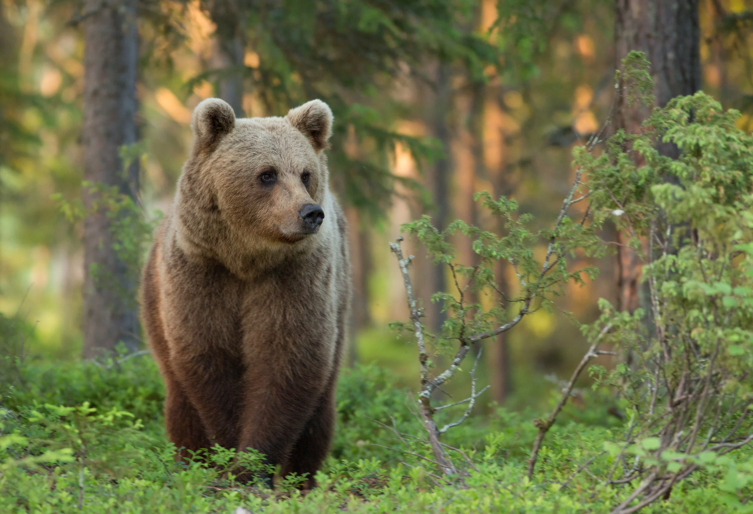 Sunset_Bear_Final_0T2A9856 2.jpg