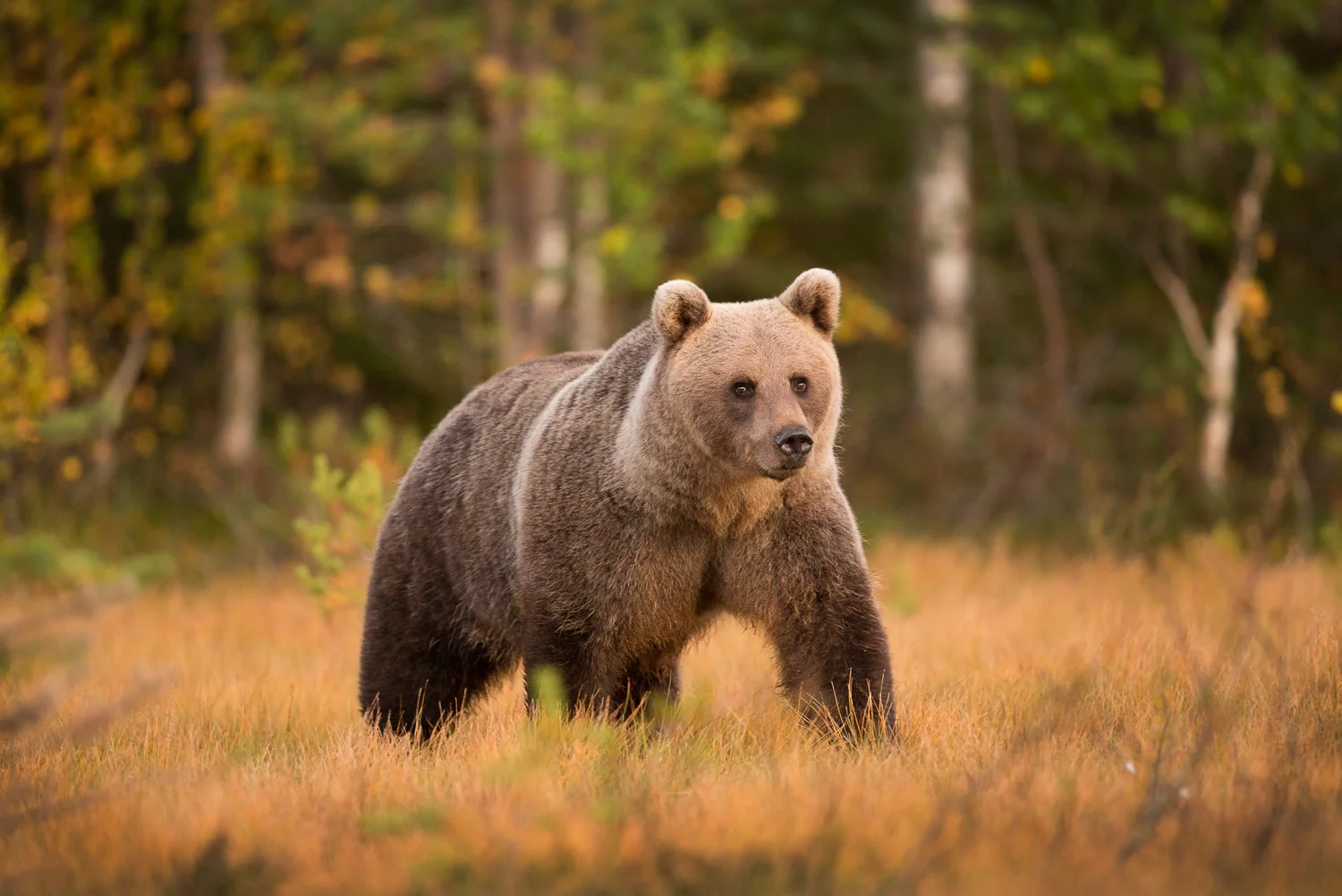 Brown Bear photography tour Finland-7.jpg