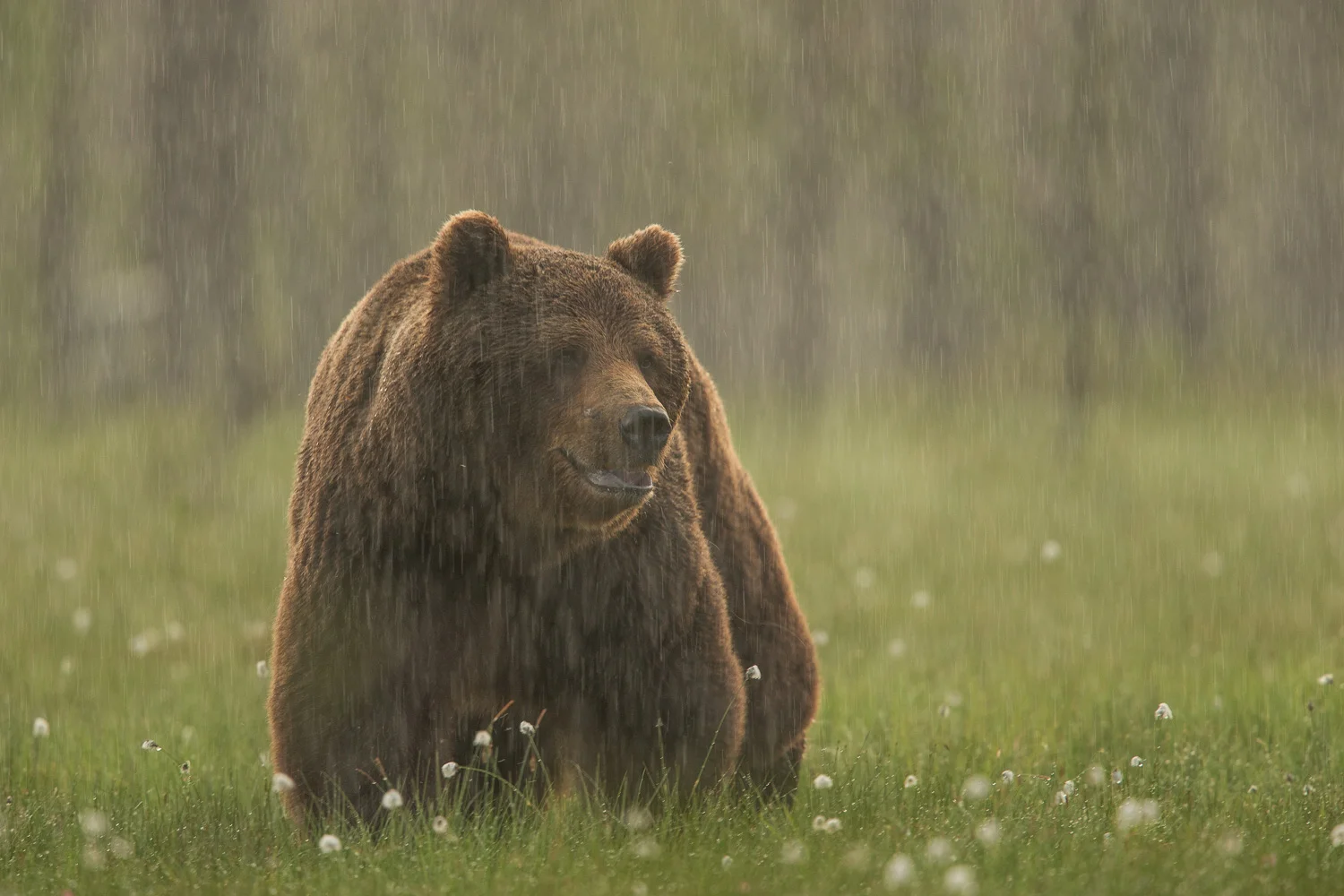 Brown Bear photography tour Finland-6.jpg