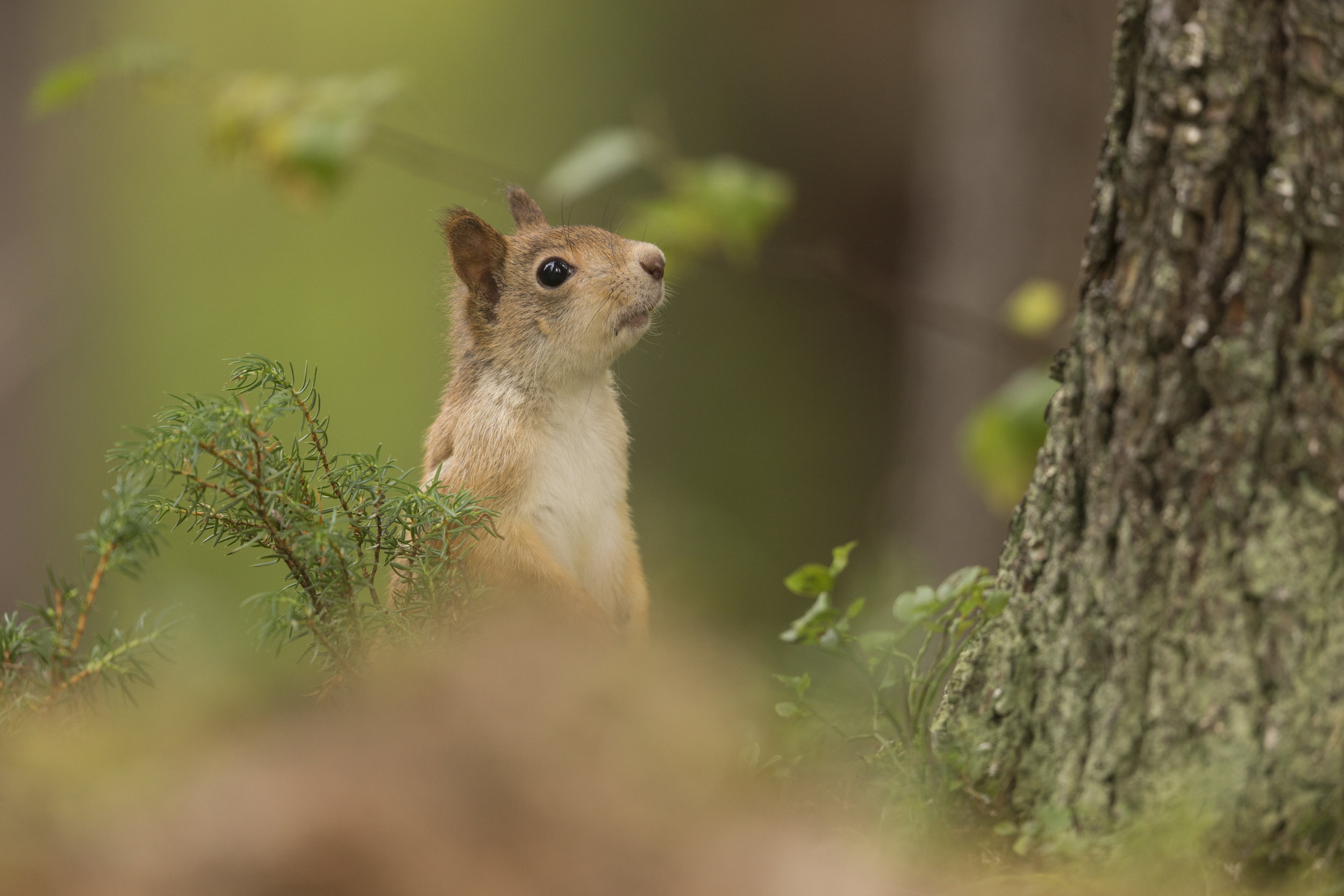 Red_Squirrel_MG_0008.jpg