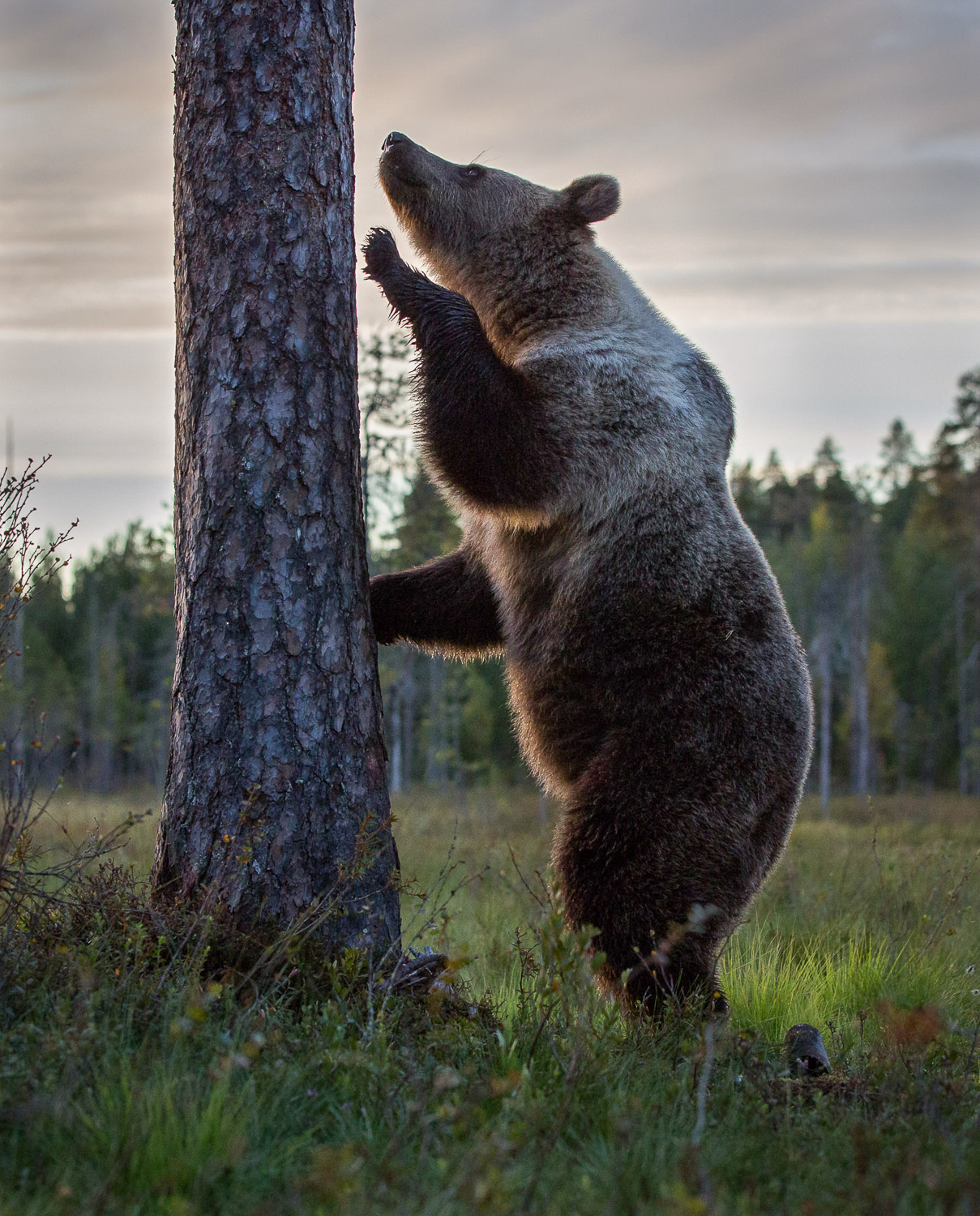 Brown Bear Photography Tour Finland_-4.jpg