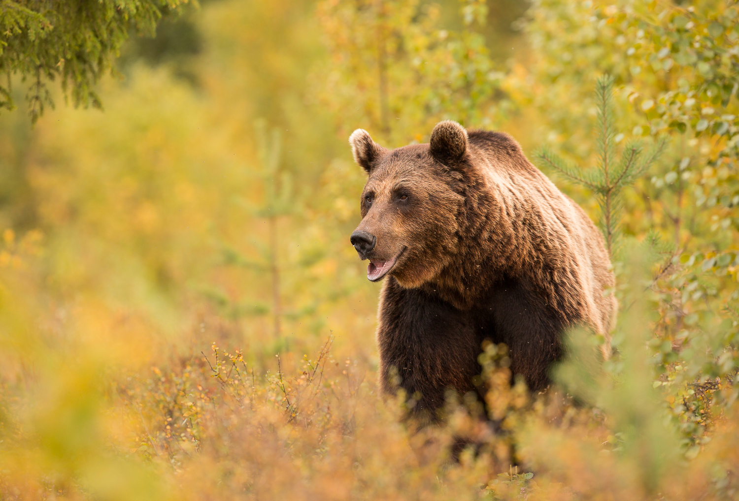 Brown Bear Photography Tour Finland_-6.jpg