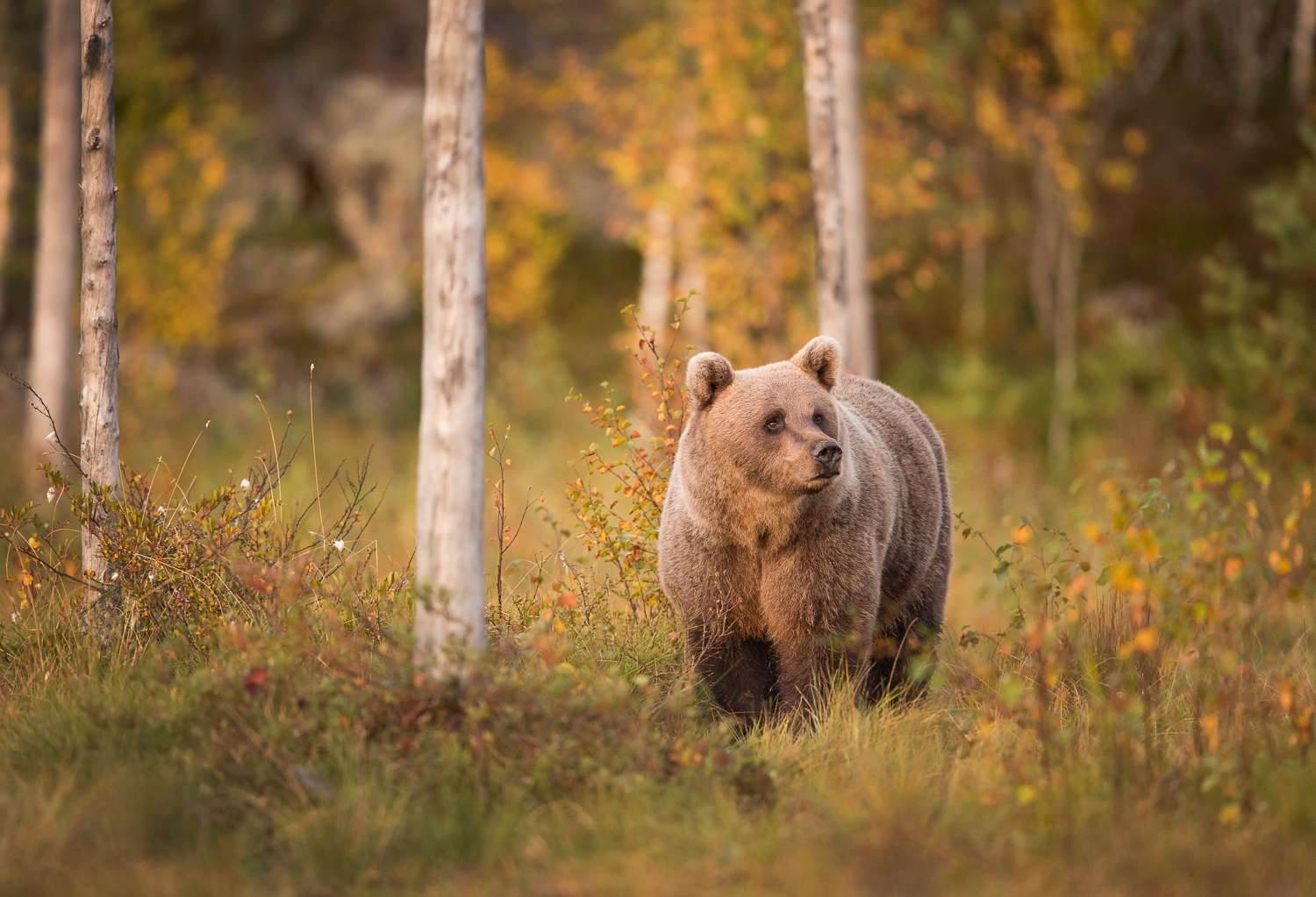 Brown Bear Photography Tour Finland_-7.jpg