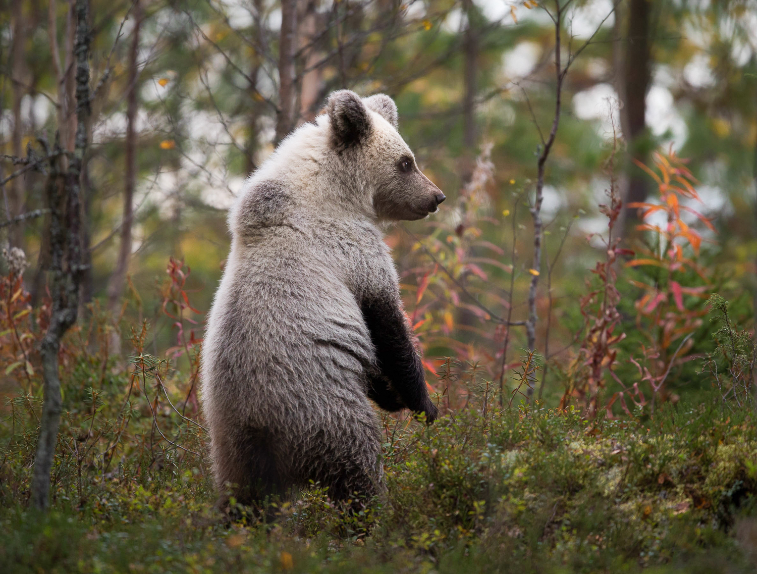 Brown Bear Photography Tour Finland_-5.jpg