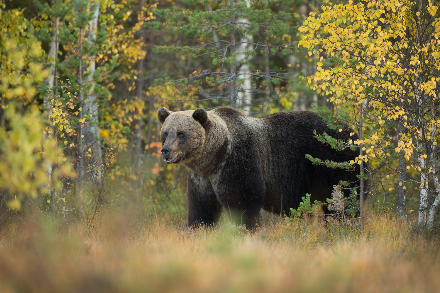 Brown Bear Photography Tour Finland_-9.jpg