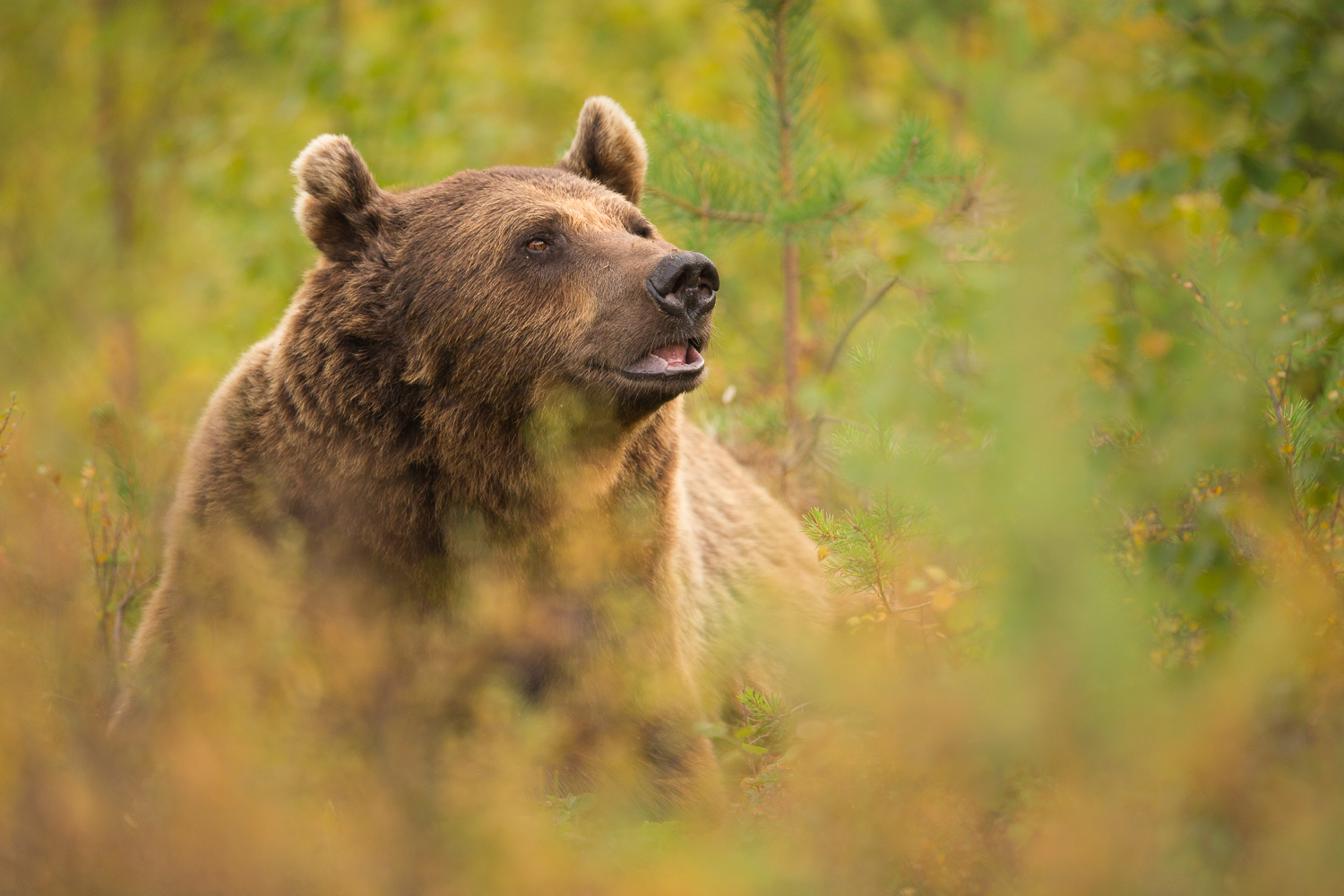 Brown Bear Photography Tour Finland_-10.jpg