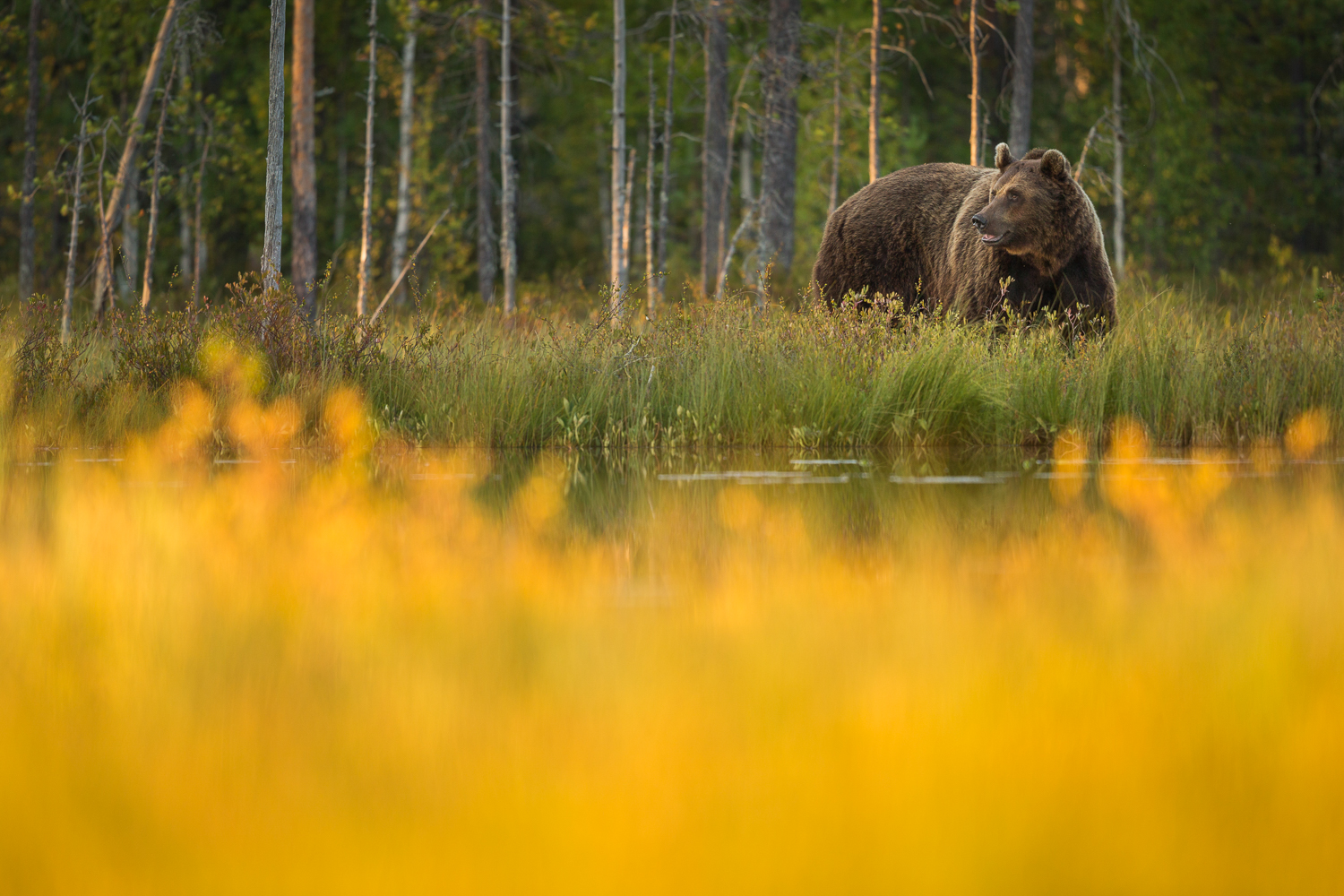 Brown Bear Photography Tour Finland_-11.jpg