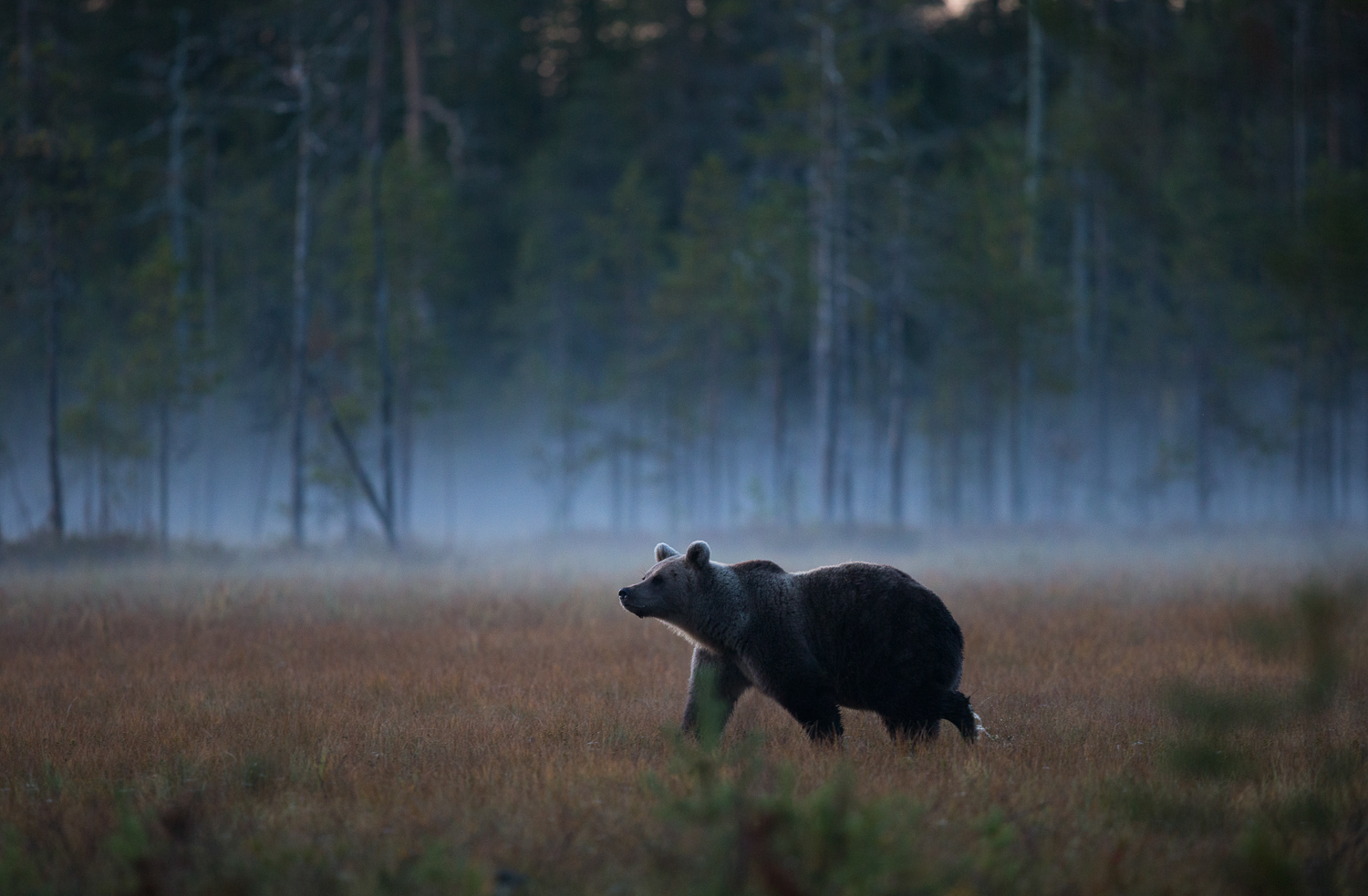 Brown Bear Photography Tour Finland_-14.jpg