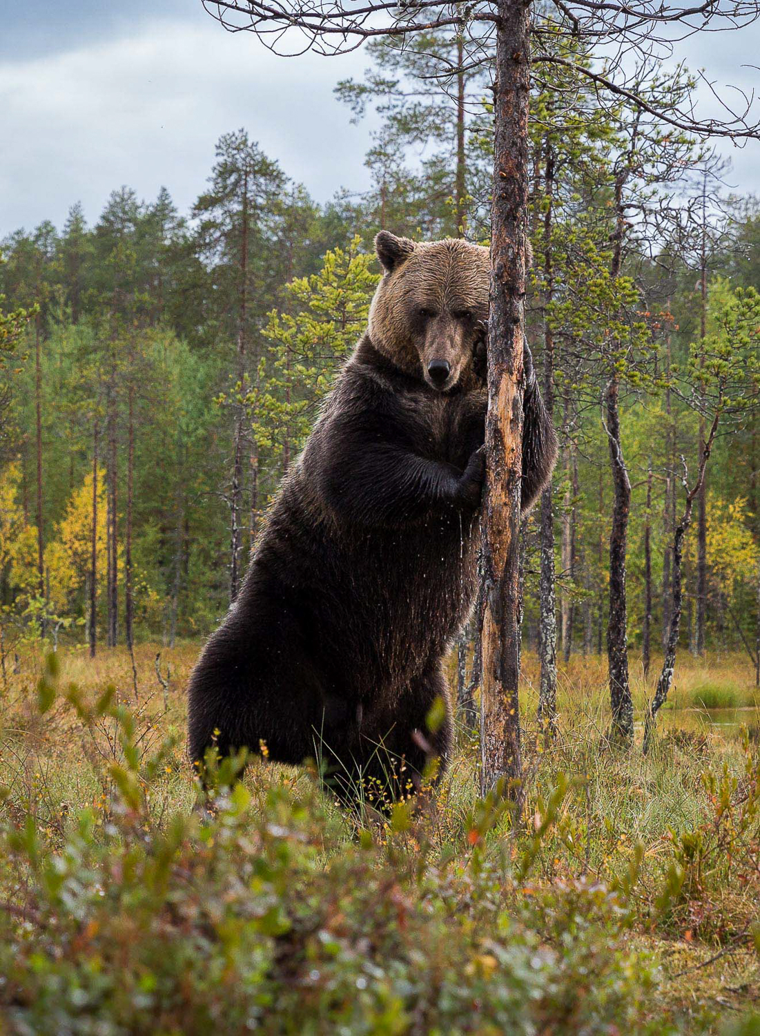 Brown Bear Photography Tour Finland_.jpg