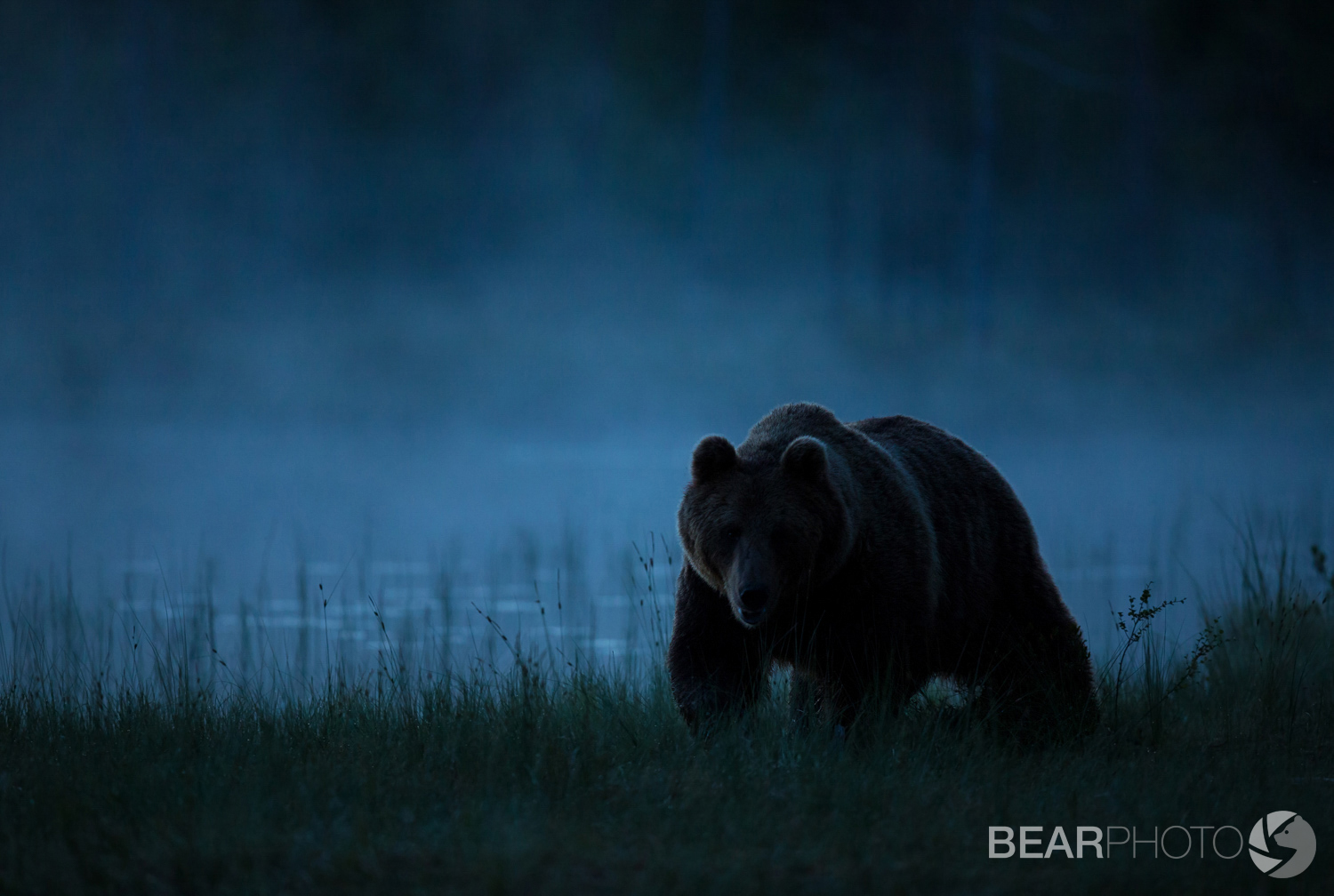 BearPhoto_NTTL_Harry_Read-8.jpg