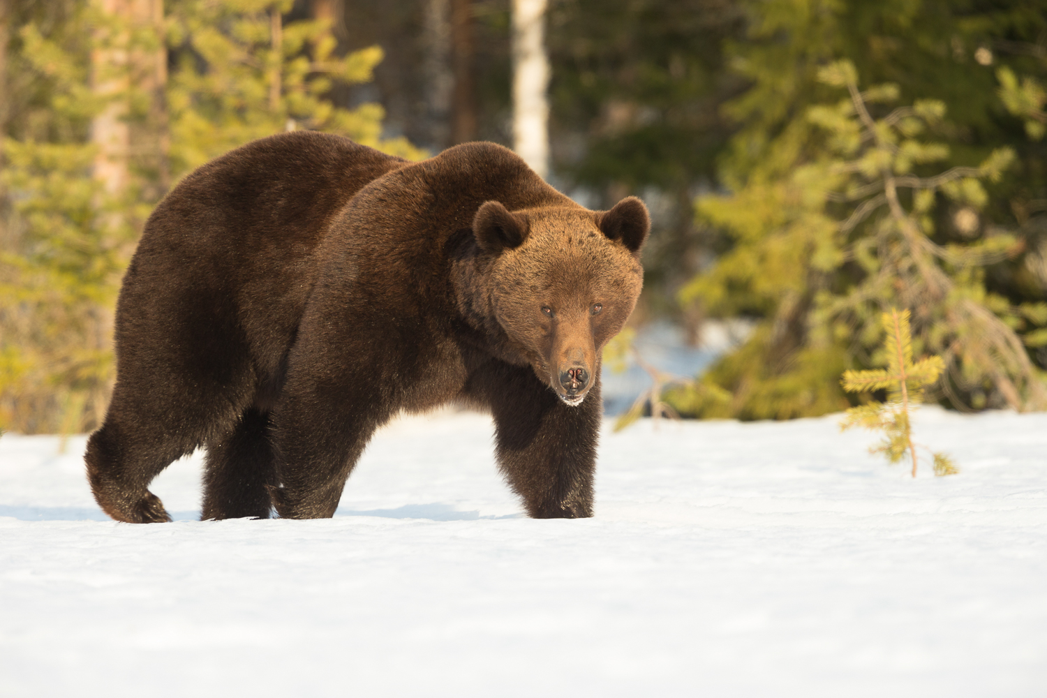 Brown bear photography tour Finland-3.jpg
